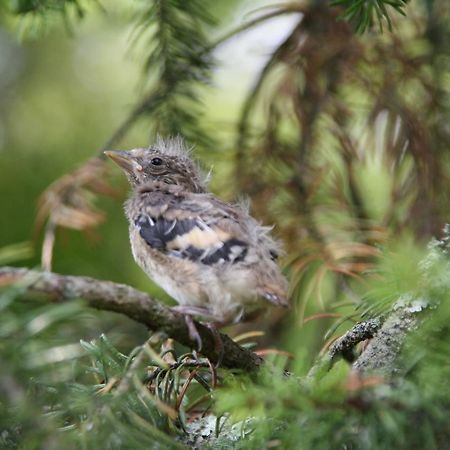 Bed and Breakfast Le Canard Au Parapluie Rouge Celon Екстер'єр фото